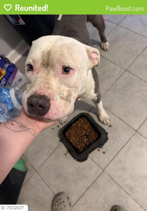 Reunited Male Dog last seen Spanish oak dr & El Rancho, Forsyth County, NC 27045