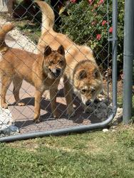 Found/Stray Unknown Dog last seen Welcome home comunidad, Oklahoma City, OK 73127