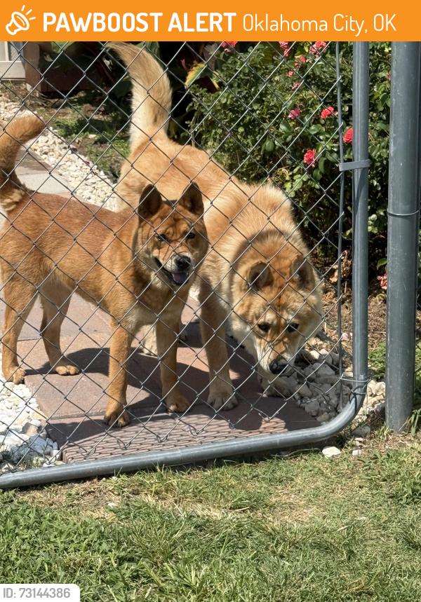 Found/Stray Unknown Dog last seen Welcome home comunidad, Oklahoma City, OK 73127