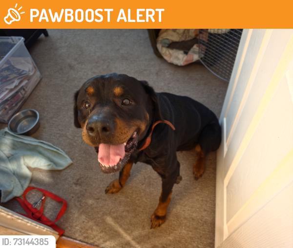 Found/Stray Female Dog last seen Allentown Road near Suitland Parkway, Joint Base Andrews, MD 20762