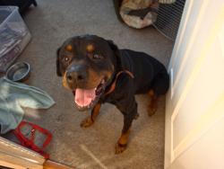 Found/Stray Female Dog last seen Allentown Road near Suitland Parkway, Joint Base Andrews, MD 20762