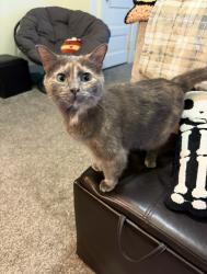 Reunited Female Cat last seen 55th St and Montana St, Milwaukee, WI 53219