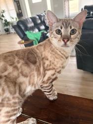 Lost Male Cat last seen Just north of Winterset on Highway 169, Winterset, IA 50273