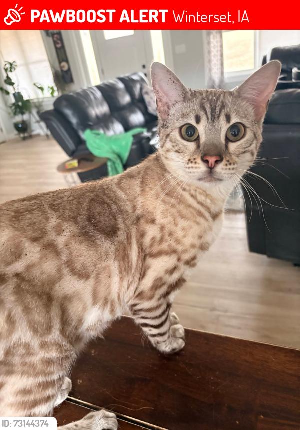 Lost Male Cat last seen Just north of Winterset on Highway 169, Winterset, IA 50273