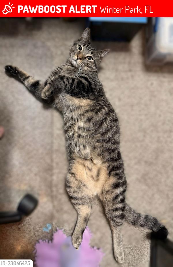 Lost Male Cat last seen Near Royal St, Winter Park, FL 32792