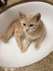 Lost Female Cat last seen New Hope Road, Lawrenceville, GA 30045