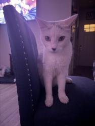 Reunited Female Cat last seen Near washing center parkway, Thornton, CO 80241