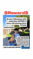Lost Female Dog last seen Gill way, Chowchilla, CA 93610