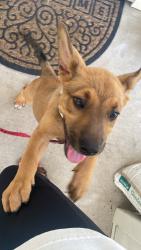 Found/Stray Female Dog last seen Illinois knoxville, Dallas, TX 75211