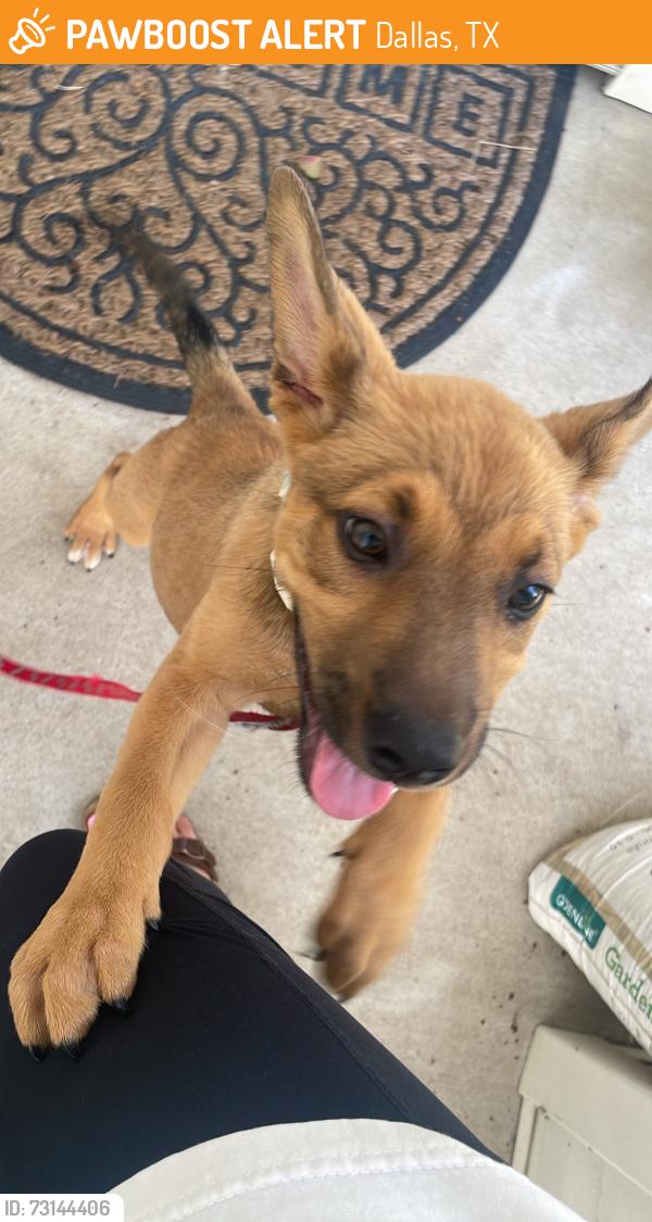 Found/Stray Female Dog last seen Illinois knoxville, Dallas, TX 75211