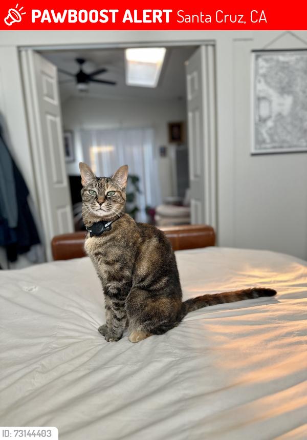 Lost Female Cat last seen Cayuga, Santa Cruz, CA 95062