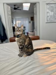 Lost Female Cat last seen Cayuga, Santa Cruz, CA 95062