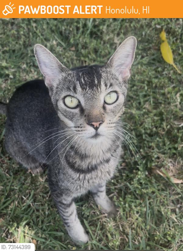 Found/Stray Female Cat last seen kuliouou road, mauka side, Honolulu, HI 96821