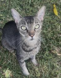 Found/Stray Female Cat last seen kuliouou road, mauka side, Honolulu, HI 96821