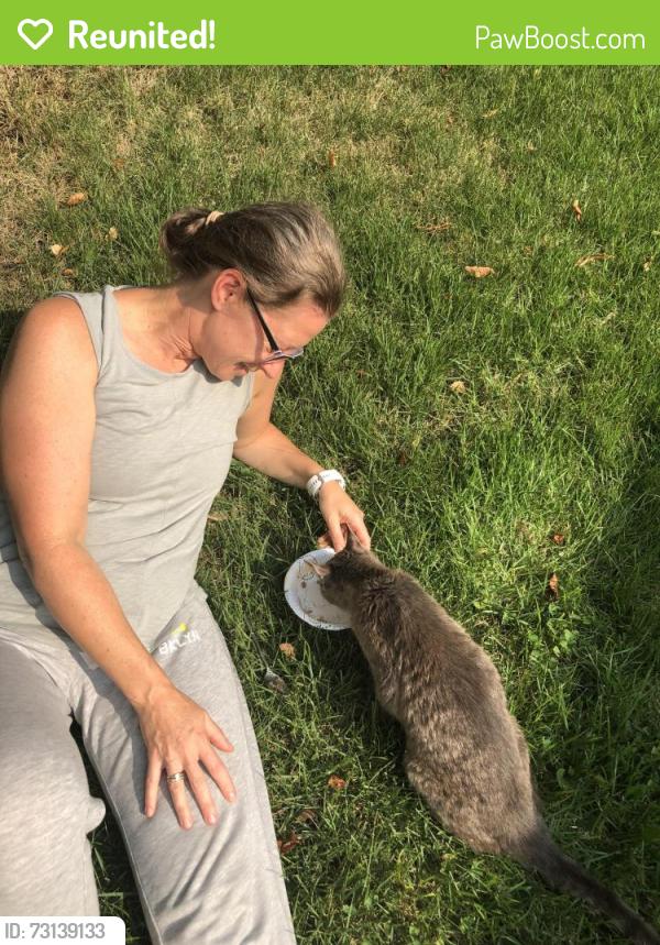 Reunited Female Cat last seen Wayland Ave and Bensalem Boulevard Bensalem, Bensalem, PA 19020