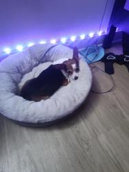Lost Female Dog last seen North Chester, Bakersfield, CA 93308