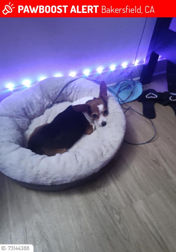 Lost Female Dog last seen North Chester, Bakersfield, CA 93308