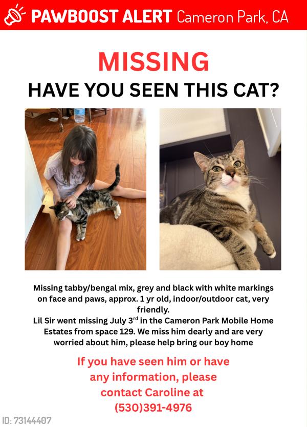 Lost Male Cat last seen Birch court, Cameron Park, CA 95682