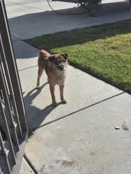 Found/Stray Male Dog last seen Danbury, Hesperia, CA 92345