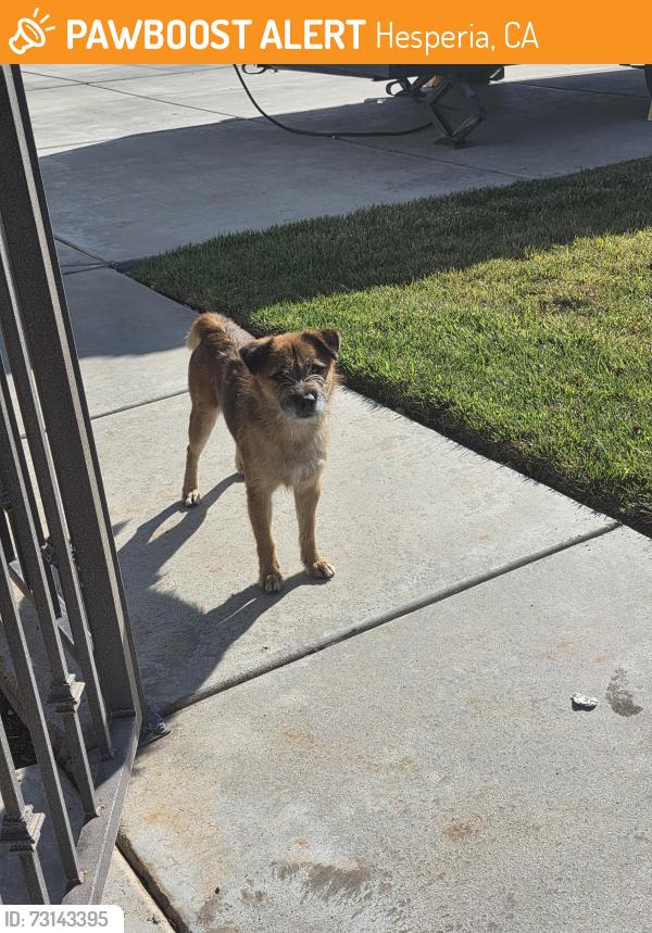 Found/Stray Male Dog last seen Danbury, Hesperia, CA 92345