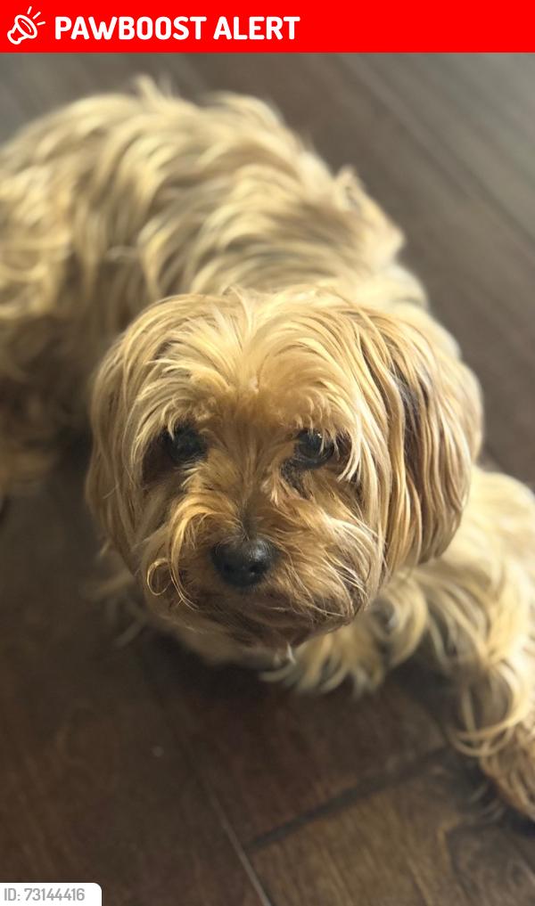 Lost Male Dog last seen Ingram, Gwinnett County, GA 30071