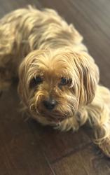 Lost Male Dog last seen Ingram, Gwinnett County, GA 30071