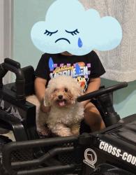Reunited Female Dog last seen Near sw 17 st miami fl, 33155, Miami, FL 33155