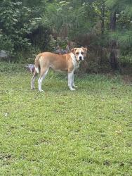 Found/Stray Female Dog last seen Fairhaven rd., Stockbridge, GA 30281