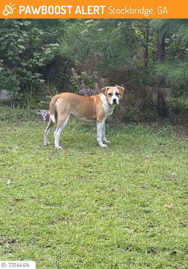 Found/Stray Female Dog last seen Fairhaven rd., Stockbridge, GA 30281