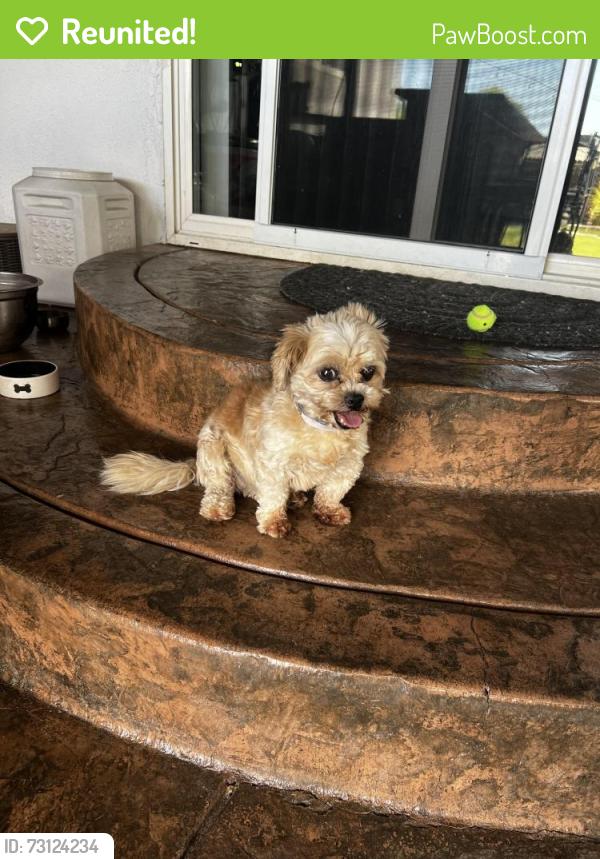 Reunited Female Dog last seen Dakota/hughes, Fresno, CA 93705