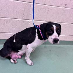 Shelter Stray Female Dog last seen , 2350 Appling City Cove, Memphis, TN 38133, USA