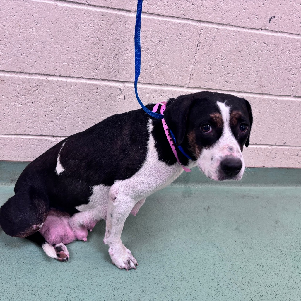 Shelter Stray Female Dog last seen , 2350 Appling City Cove, Memphis, TN 38133, USA