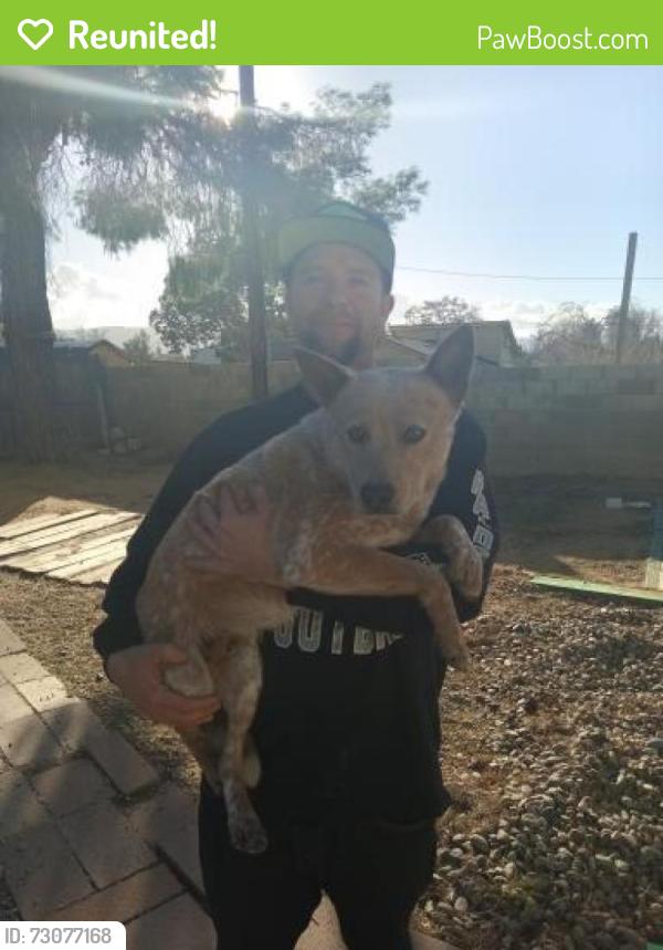 Reunited Male Dog last seen 30th Street avenue o, Palmdale, CA 93551
