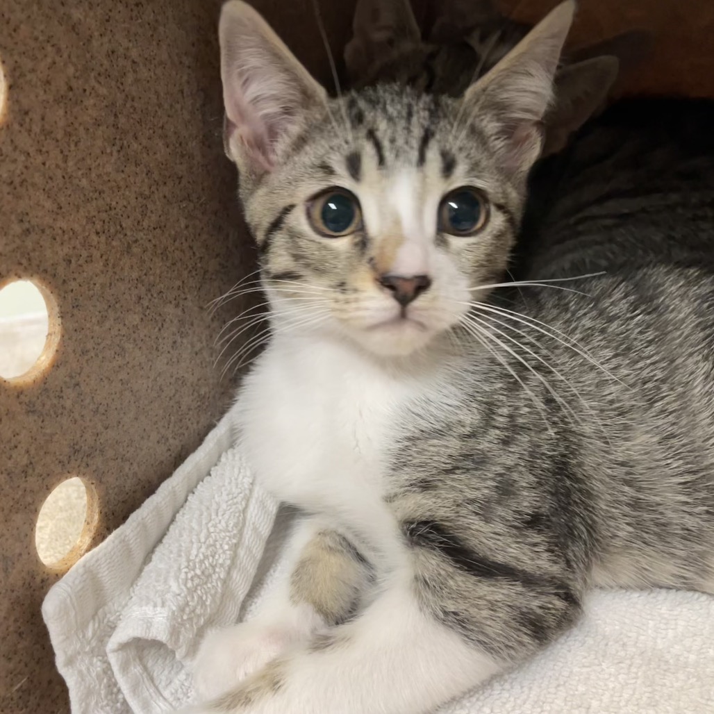 Shelter Stray Male Cat last seen , 361 S Raymond Ave, Pasadena, CA 91105, USA