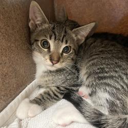 Shelter Stray Male Cat last seen , 361 S Raymond Ave, Pasadena, CA 91105, USA