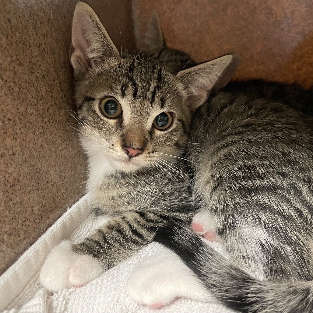 Shelter Stray Male Cat last seen , 361 S Raymond Ave, Pasadena, CA 91105, USA