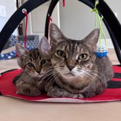 Shelter Stray Female Cat last seen , 8020 Washington St, Port Richey, FL 34668, USA