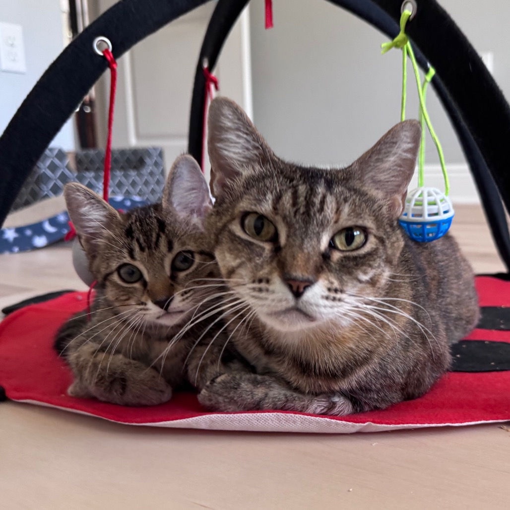 Shelter Stray Female Cat last seen , 8020 Washington St, Port Richey, FL 34668, USA