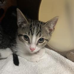 Shelter Stray Male Cat last seen , 361 S Raymond Ave, Pasadena, CA 91105, USA