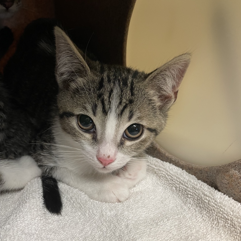 Shelter Stray Male Cat last seen , 361 S Raymond Ave, Pasadena, CA 91105, USA