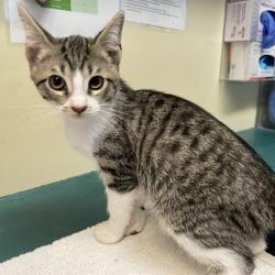 Shelter Stray Male Cat last seen , 361 S Raymond Ave, Pasadena, CA 91105, USA