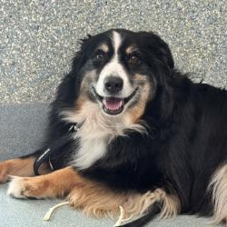 Shelter Stray Unknown Dog last seen , 12910 Yukon Ave, Hawthorne, CA 90250, USA