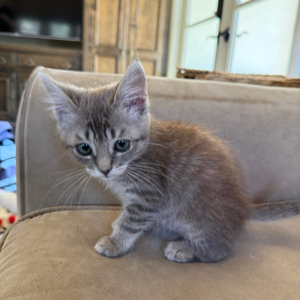 Shelter Stray Female Cat last seen , 361 S Raymond Ave, Pasadena, CA 91105, USA