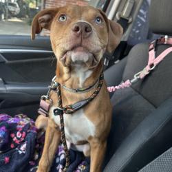 Shelter Stray Male Dog last seen , Animal Care & Control Team of Philly, 111 W Hunting Park Ave, Philadelphia, PA 19140, USA