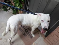 Reunited Male Dog last seen Near Precinct Line and 26/Mid Cities Blvd, Hurst, TX 76054