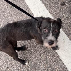 Shelter Stray Female Dog last seen , Animal Care & Control Team of Philly, 111 W Hunting Park Ave, Philadelphia, PA 19140, USA