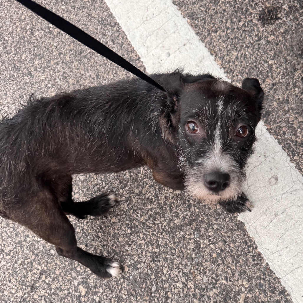 Shelter Stray Female Dog last seen , Animal Care & Control Team of Philly, 111 W Hunting Park Ave, Philadelphia, PA 19140, USA