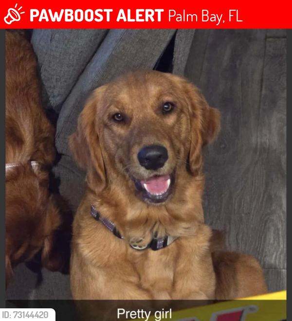 Lost Female Dog last seen Brekenridge Circle, Palm Bay, FL 32909