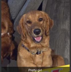 Lost Female Dog last seen Brekenridge Circle, Palm Bay, FL 32909