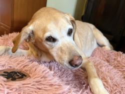 Lost Female Dog last seen Between 351st Avenue and Highway 21, Harmony, MN 55939